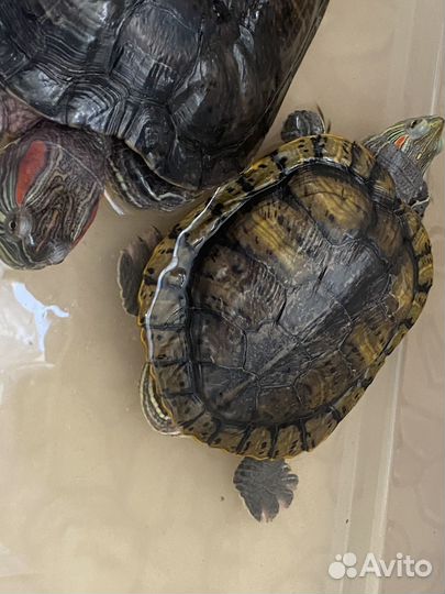 Красноухая черепаха с аквариумом