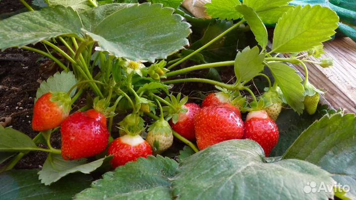 Рассада земляники, клубники - ремы и простые