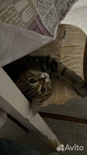 Кошка в дар бесплатно