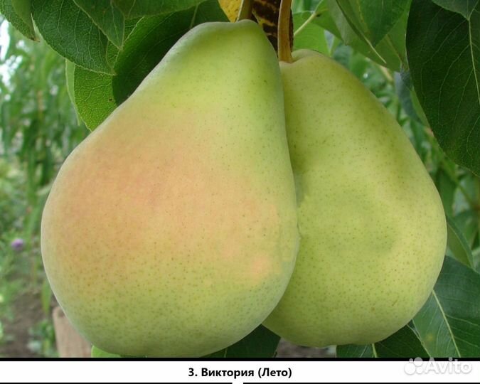 Саженцы груши. Груша