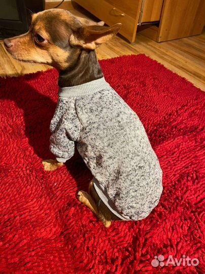Одежда для маленьких собак