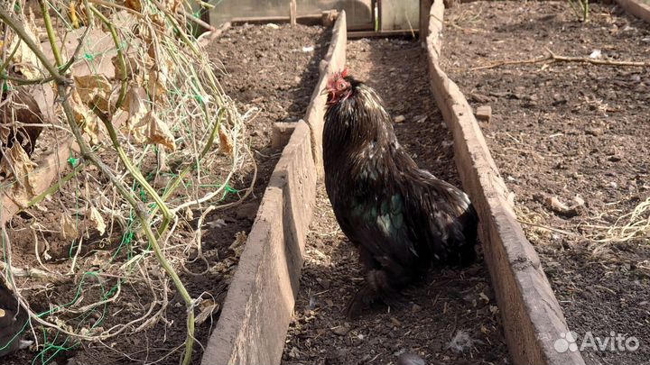 Продам кур и петуха