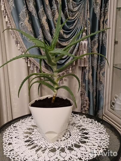 Алоэ столетник