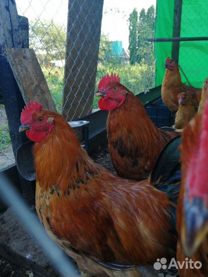 Петух кучинской юбилейной