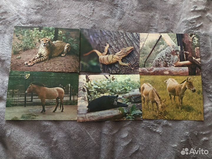 Советские открытки Московского зоопарка