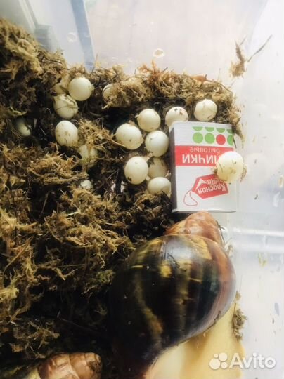 Яйцо улитки ахатина альбино