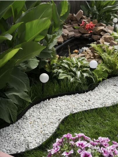 Клубни Канны