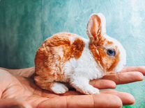 Карликовый кролик - рекс плюшевый