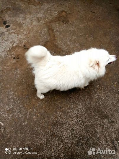 Немецкий шпиц девочка