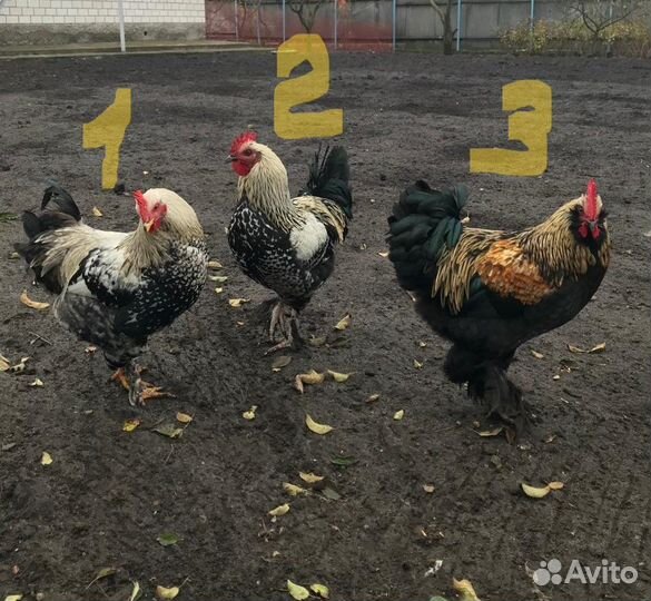 Молодые петухи
