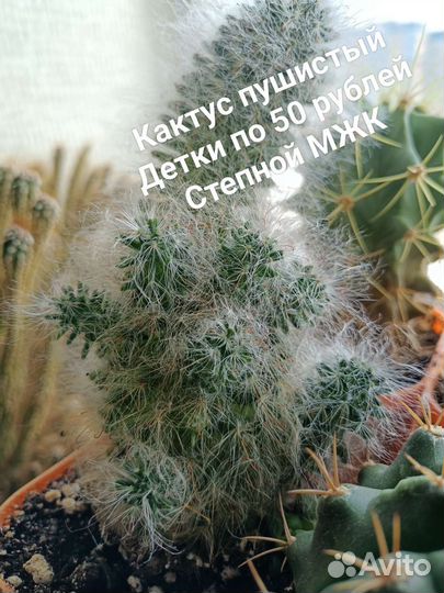 Кактусы