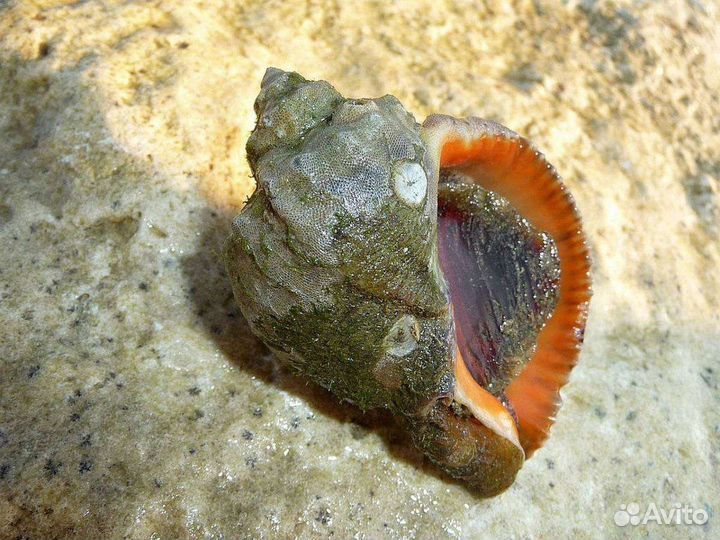 Рапан живой в ракушке