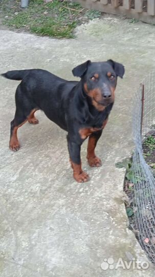 Вязка ягдтерьера