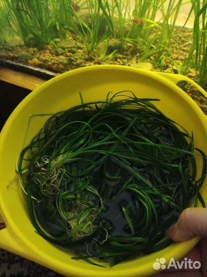 Аквариумное растение Валлиснерия