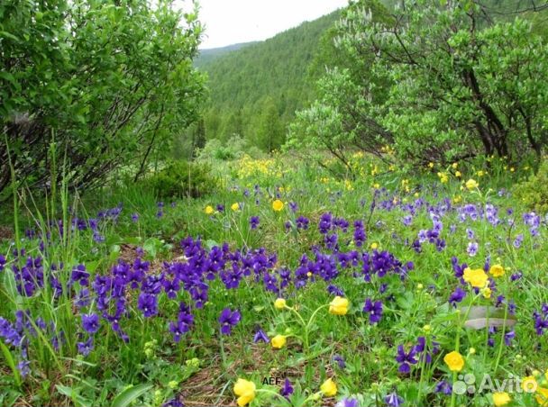 Мёд 2024 года Алтайский опт