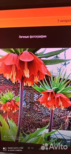 Многолетник.рябчик императорский пионы хосты