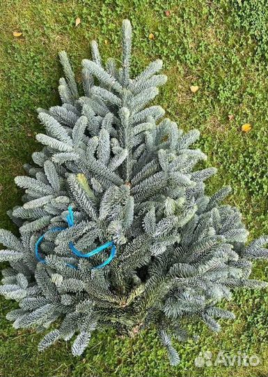 Еловый лапник, еловые ветки