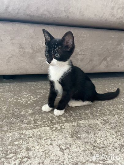 Котята в добрые руки бесплатно