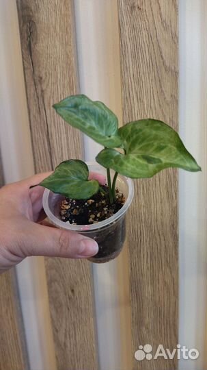 Сингониум Сахарное сердце