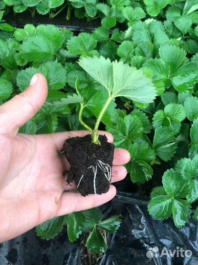 Рассада, сорт Клери