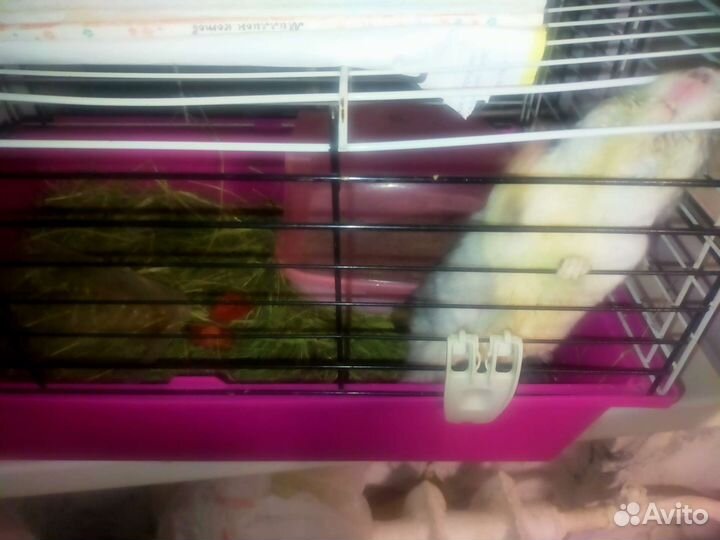 Шиншилла с клеткой