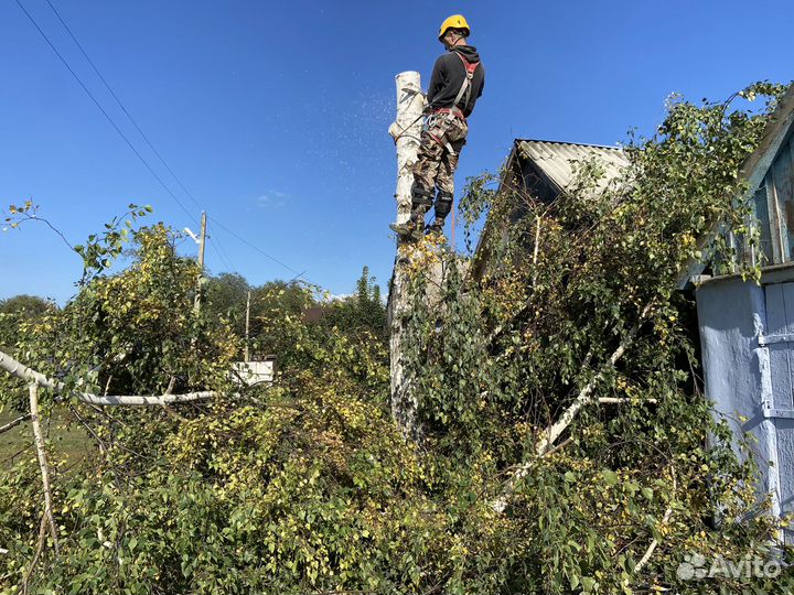 Спил деревьев. Расчистка участка