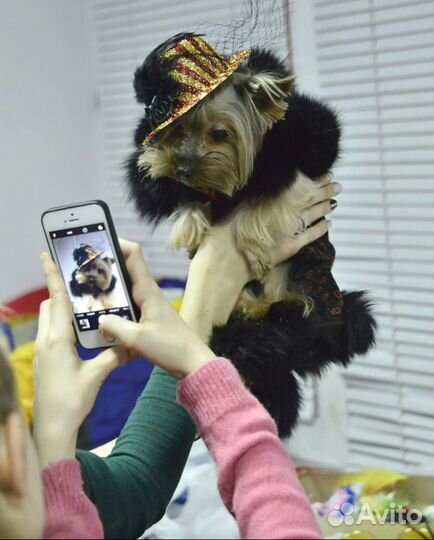 Стрижки собак