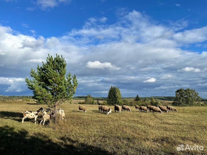 Продаю ягнят, поросят, козлят, возможен бартер