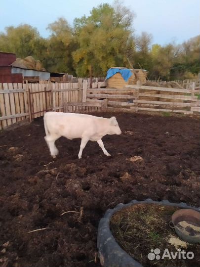 Коровы молодая с теленками