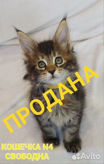 Котята Мейн-Кун