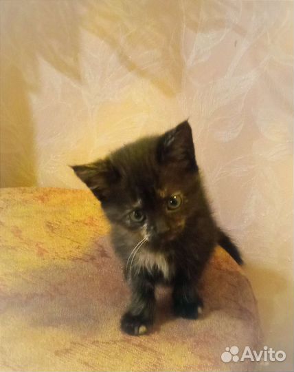 Британская