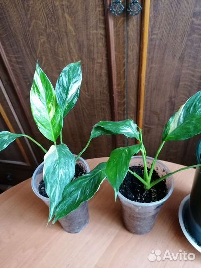 Спатифиллум пестролистный