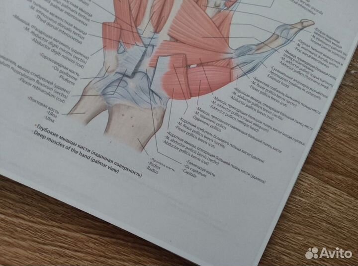Атлас анатомии Грея