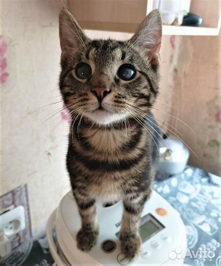 Котёнок мальчик Оскар в добрые руки