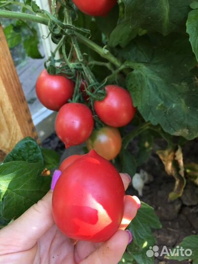 Семена рассада помидор советских розовых