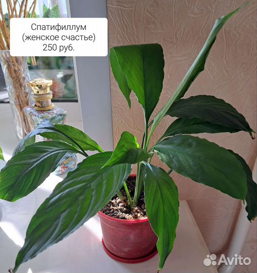 Спатифиллум и др. Комнатные растения