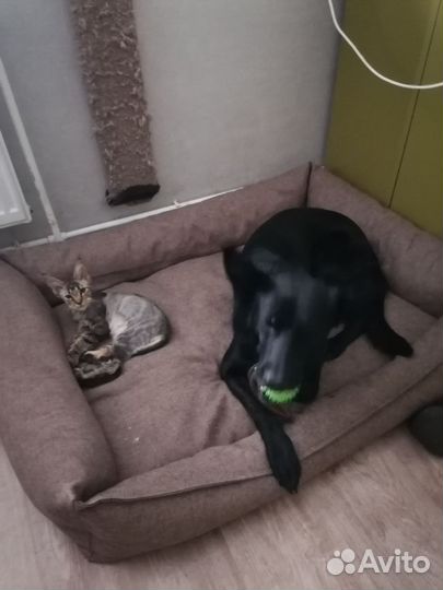 Собака в добрые руки