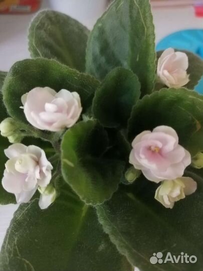 Детки сортовых фиалок