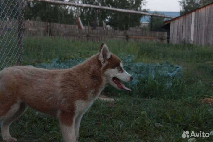 Щенки сибирской хаски девочки