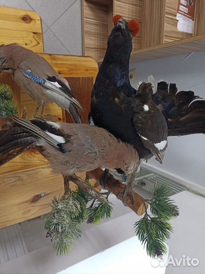 Коллекция чучел птиц