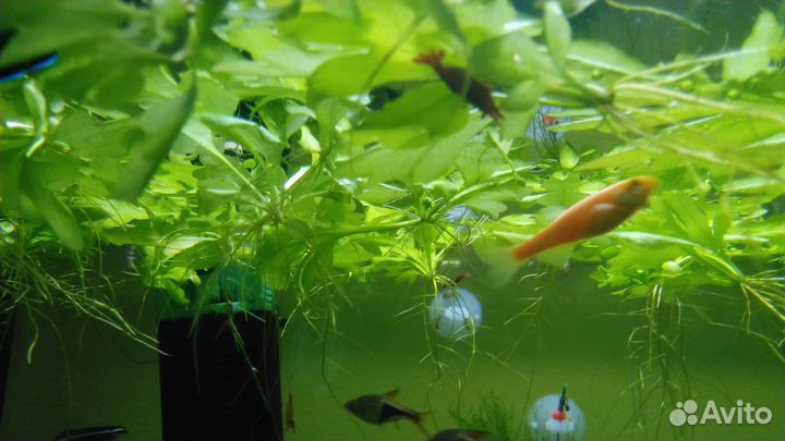 Папоротник цератоптерис крыловидный для аквариума
