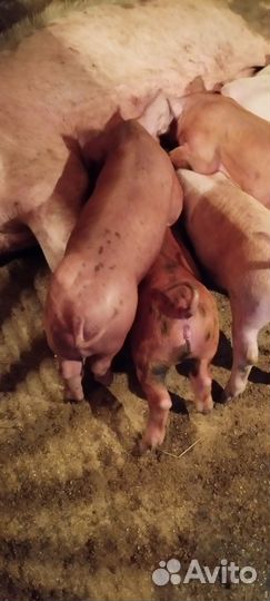 Поросята