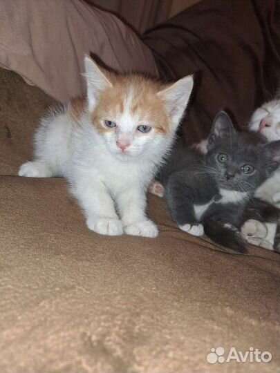 Котята ищут дом