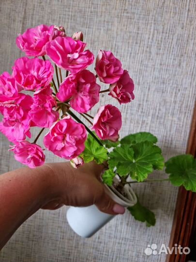 Пеларгония герань