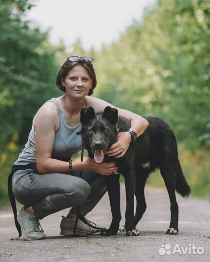 Крупный чёрный пес для частного дома