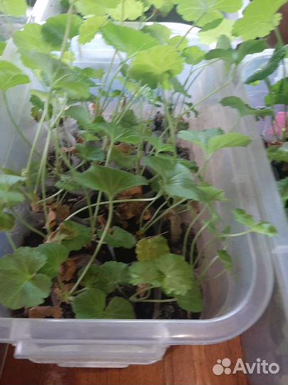 Герань пеларгония