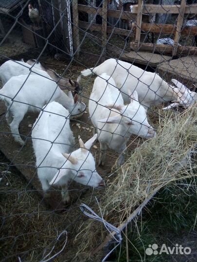 Козочки козы