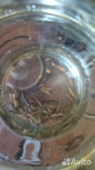 Улитки мелании