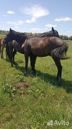 Лошадь жеребец