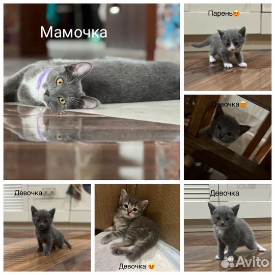 Котята в добрые руки